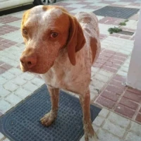 Adopta a Omega