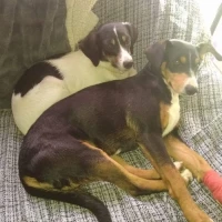 Adopta a Elsa y Jasmin