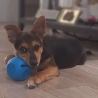 Benji