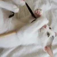 Adopta a Tuk