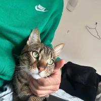 Adopta a Silver