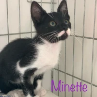 Adopta a Minette