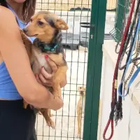 Adopta a Zafira, Perrita Mini Tlf 645978718
