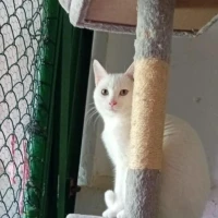 Adopta a Nirvana
