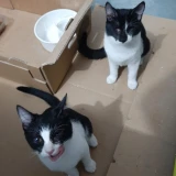 Adopta a Tete y Louise, Gatitos Bebés