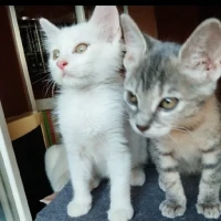 Adopta a Cotton Y Rihanna La