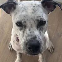 Adopta a Tess