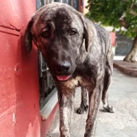 Adopta a Bimbo