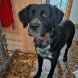 Adopta a Lili