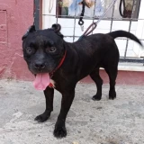 Adopta a Trufa