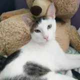 Adopta a Flash