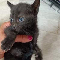 Adopta a Negrita Y Negrito