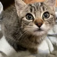 Adopta a Milo