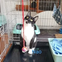 Adopta a Nao