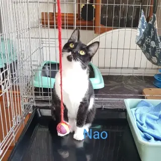 Nao