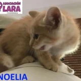 Adopta a Noelia