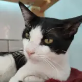 Adopta a Donete