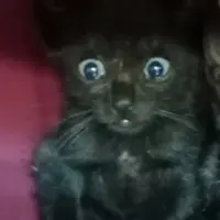 Adopta a Gretel