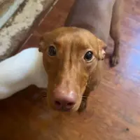 Adopta a Simba