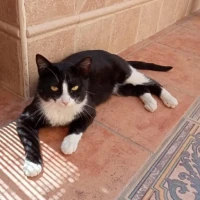 Adopta a Amore