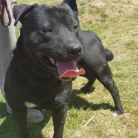 Adopta a Kaiser