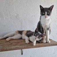 Adopta a Tuna Y Tule