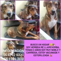 Adopta a Kimba