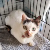 Adopta a Dafne