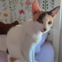 Adopta a Sin Nombre