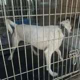 Adopta a Petey