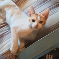 Adopta a Erving