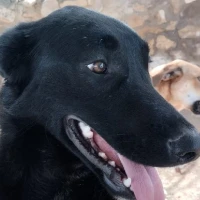 Adopta a Rejón