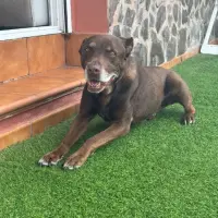 Adopta a Thor
