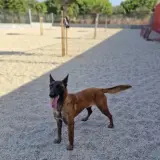 Adopta a Leticia