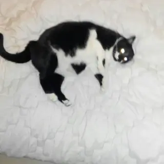 Blacky