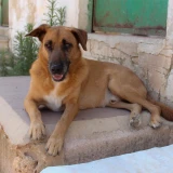 Adopta a Goloson