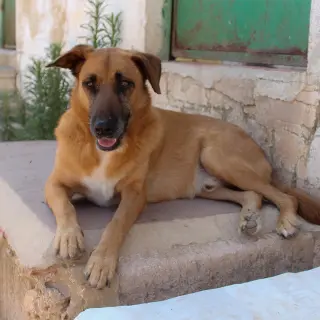 Goloson