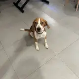 Adopta a Oddie