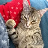 Adopta a Plume