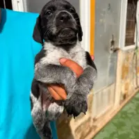 Adopta a Bocón