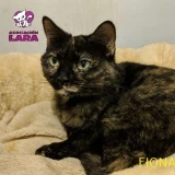 Adopta a Fiona