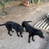 Adopta a Roco Y Nirvana