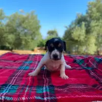 Adopta a Eloise