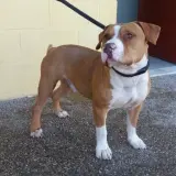 Adopta a Thor