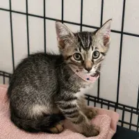 Adopta a Tramuntana
