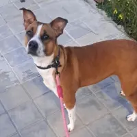 Adopta a Atila