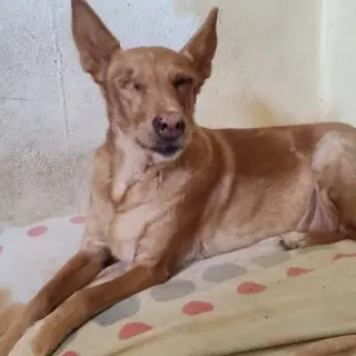 Nena