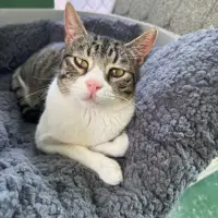 Adopta a Goku
