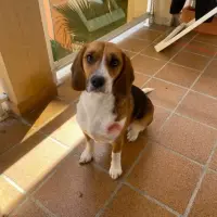 Adopta a Coocky