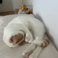 Adopta a Lulu